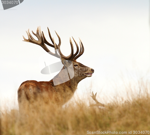 Image of male cervus elaphus in mating season