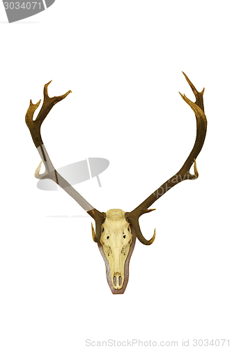 Image of red deer buck isolated hunting trophy
