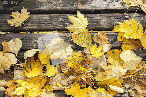 Image of Bench in autumn close up