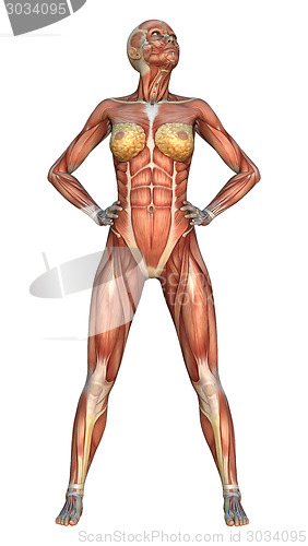 Image of Muscle Maps