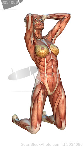 Image of Muscle Maps