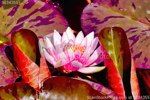 Image of lotus flower in the pond