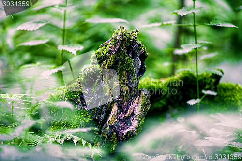 Image of Roots