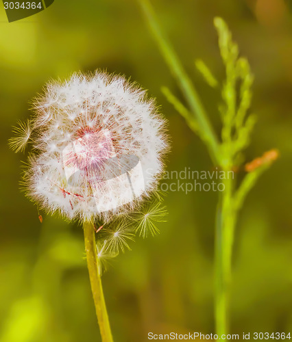 Image of Dandelion growing on meadow