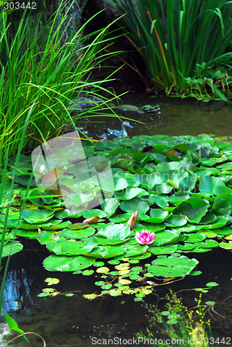 Image of Landscape pond