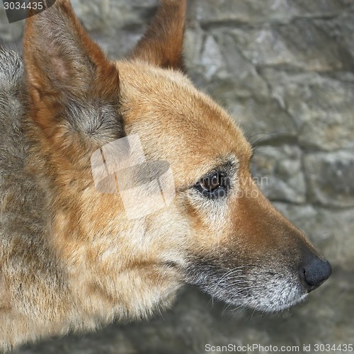 Image of Old dog outdoors