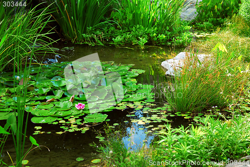 Image of Pond landscaping