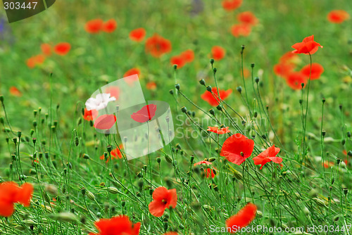 Image of Poppies