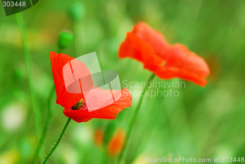 Image of Poppies