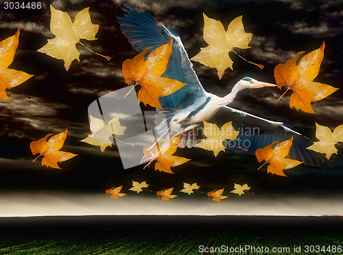 Image of Flying Heron symbolising freedom