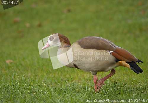 Image of Egyptian Goose