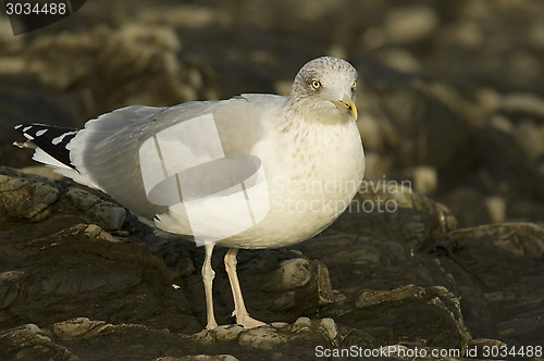 Image of Herring gull