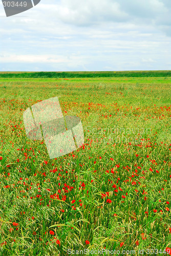 Image of Poppy field