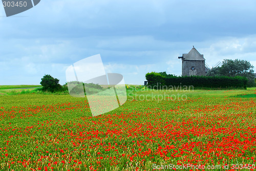 Image of Windmill and poppy field