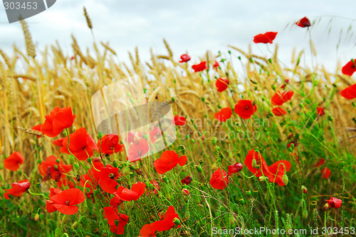 Image of Grain and poppy field