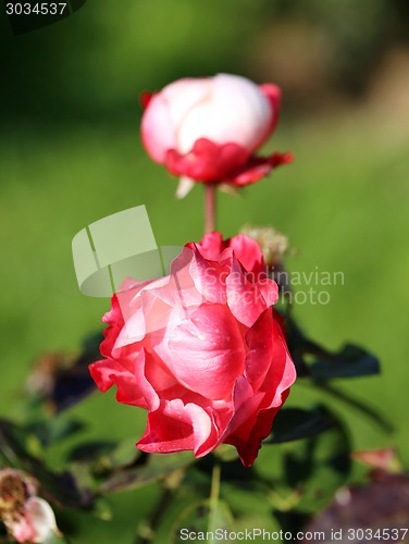 Image of Roses in the garden