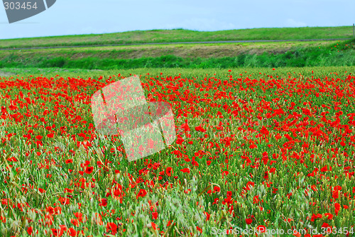 Image of Poppy field