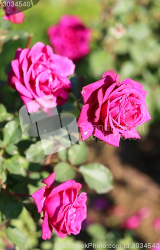 Image of Roses in the garden