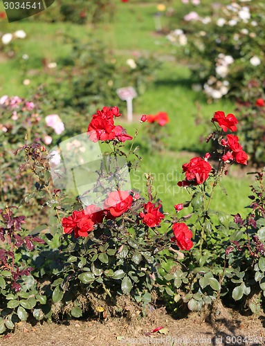 Image of Roses in the garden