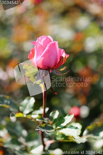 Image of Roses in the garden