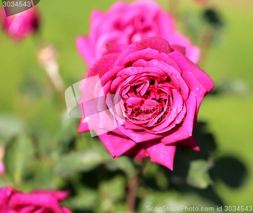 Image of Roses in the garden