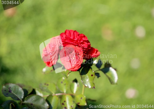 Image of Roses in the garden