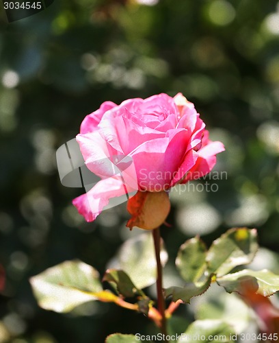 Image of Roses in the garden