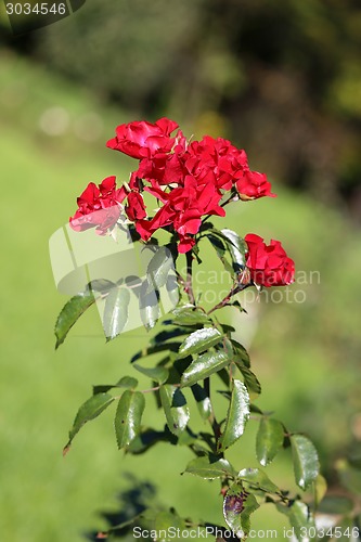 Image of Roses in the garden