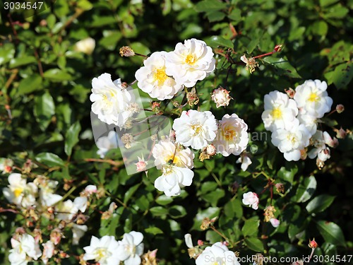 Image of Roses in the garden