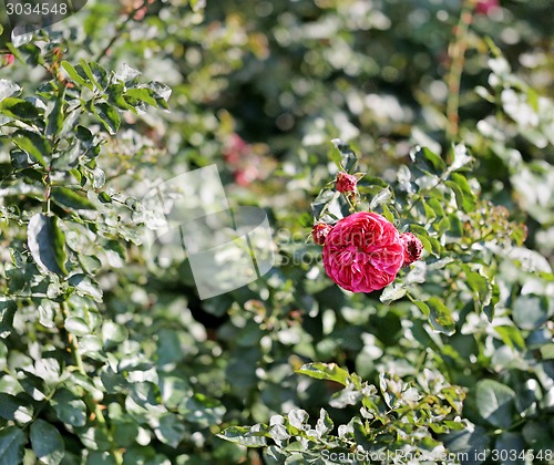 Image of Roses in the garden