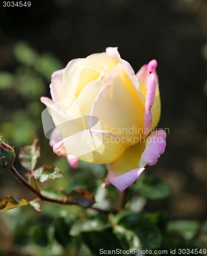 Image of Roses in the garden