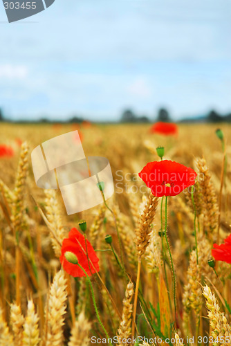 Image of Grain and poppy field