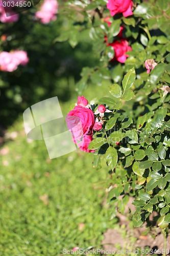 Image of Roses in the garden