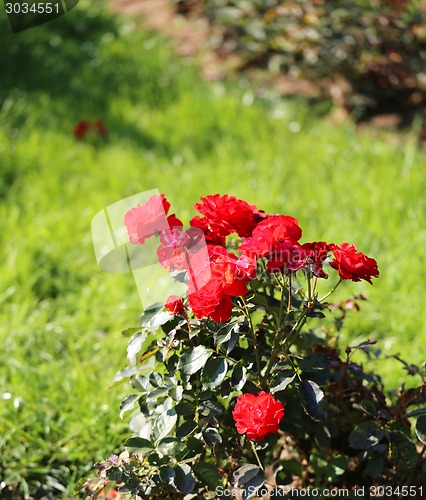 Image of Roses in the garden