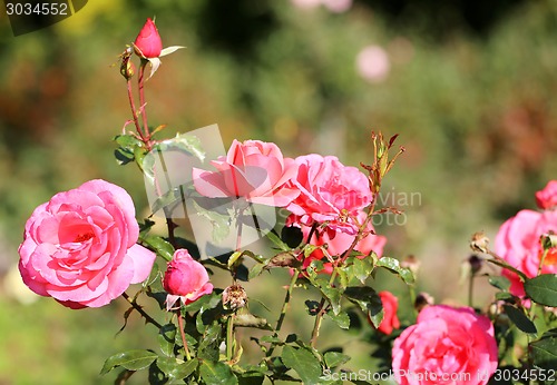 Image of Roses in the garden