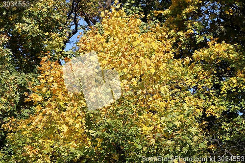 Image of autumn leaves