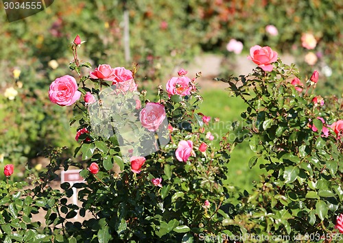 Image of Roses in the garden