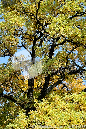 Image of autumn leaves