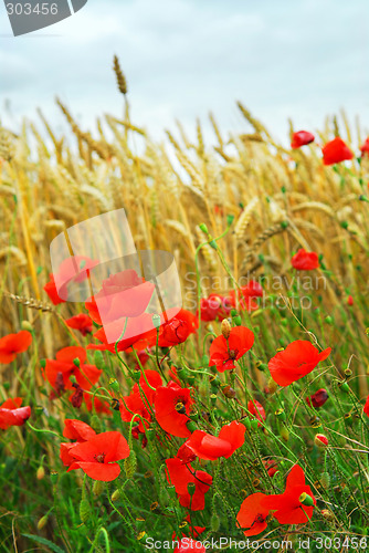 Image of Grain and poppy field