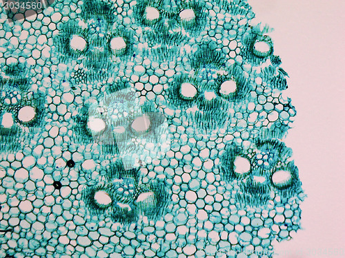 Image of Bamboo stem micrograph
