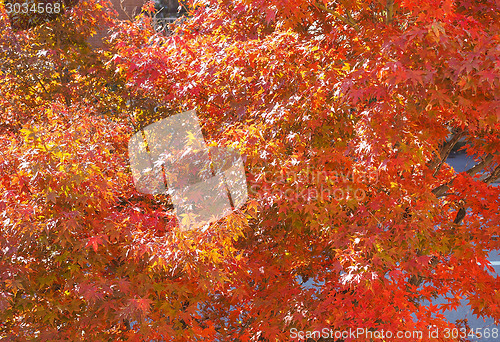Image of Redmaple tree