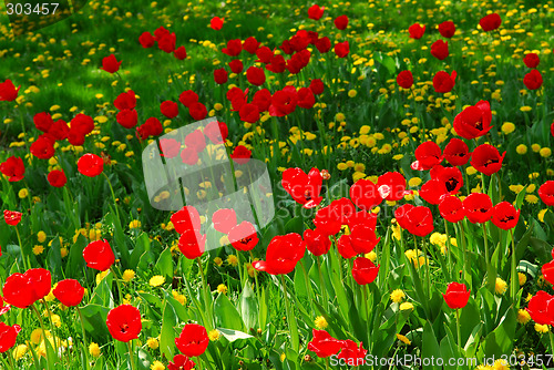 Image of Flower field