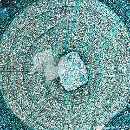 Image of Tilia stem micrograph
