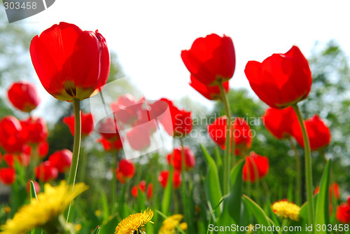 Image of Tulip flower field