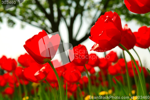 Image of Tulip flower field