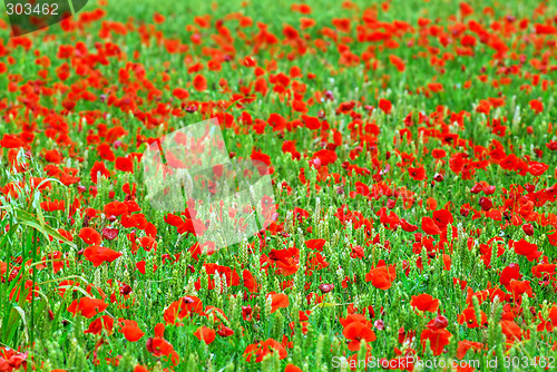 Image of Grain and poppy field