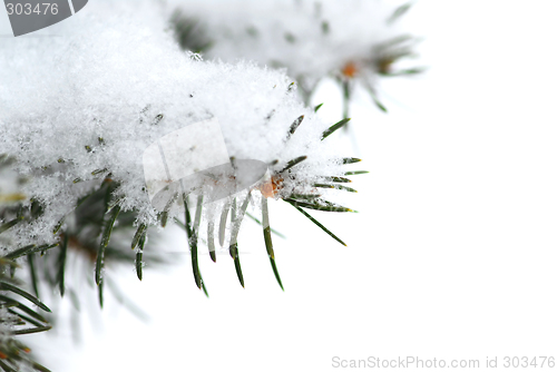 Image of Snowy branch background