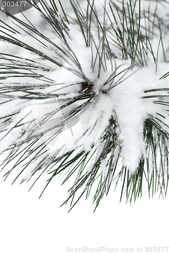 Image of Snowy branch