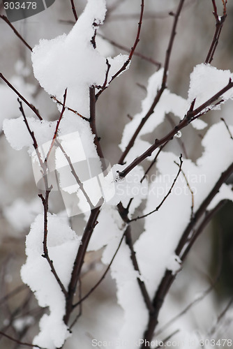 Image of Snow covered branches
