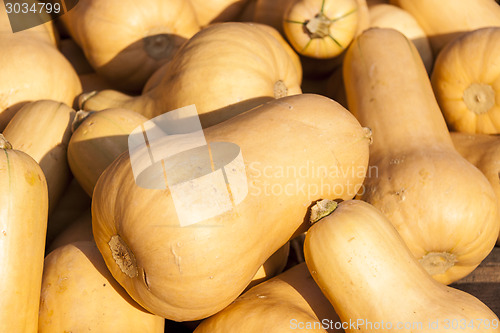 Image of Butternut Butternuss cucurbita pumpkin pumpkins from autumn harv